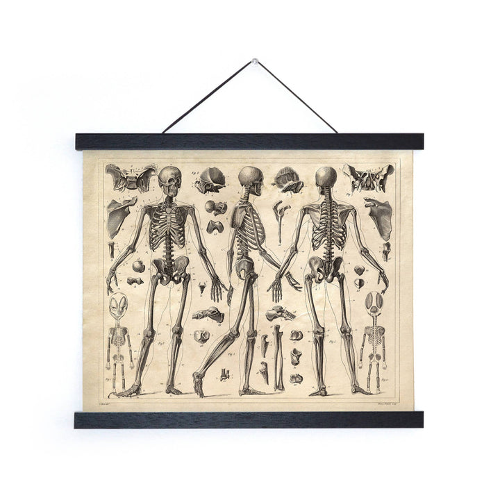 Vintage Anatomy Skeleton Diagram Print | 8x10