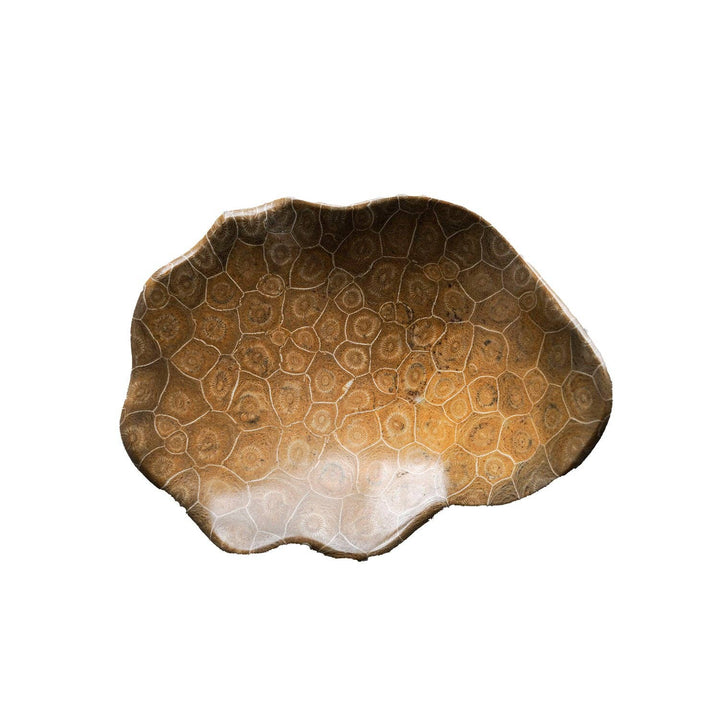 Coral Fossil Bowl | Small