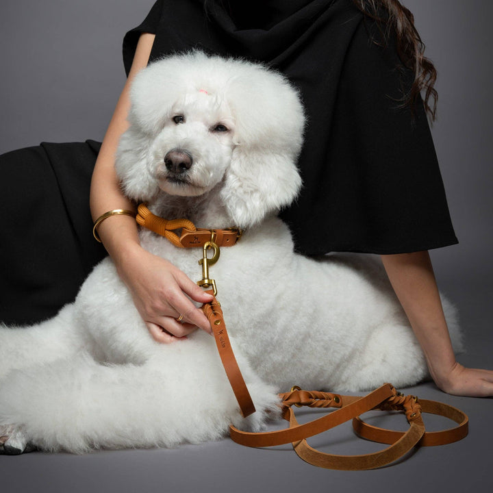 Premium Oil-Waxed Braided Leather Leash | Camel
