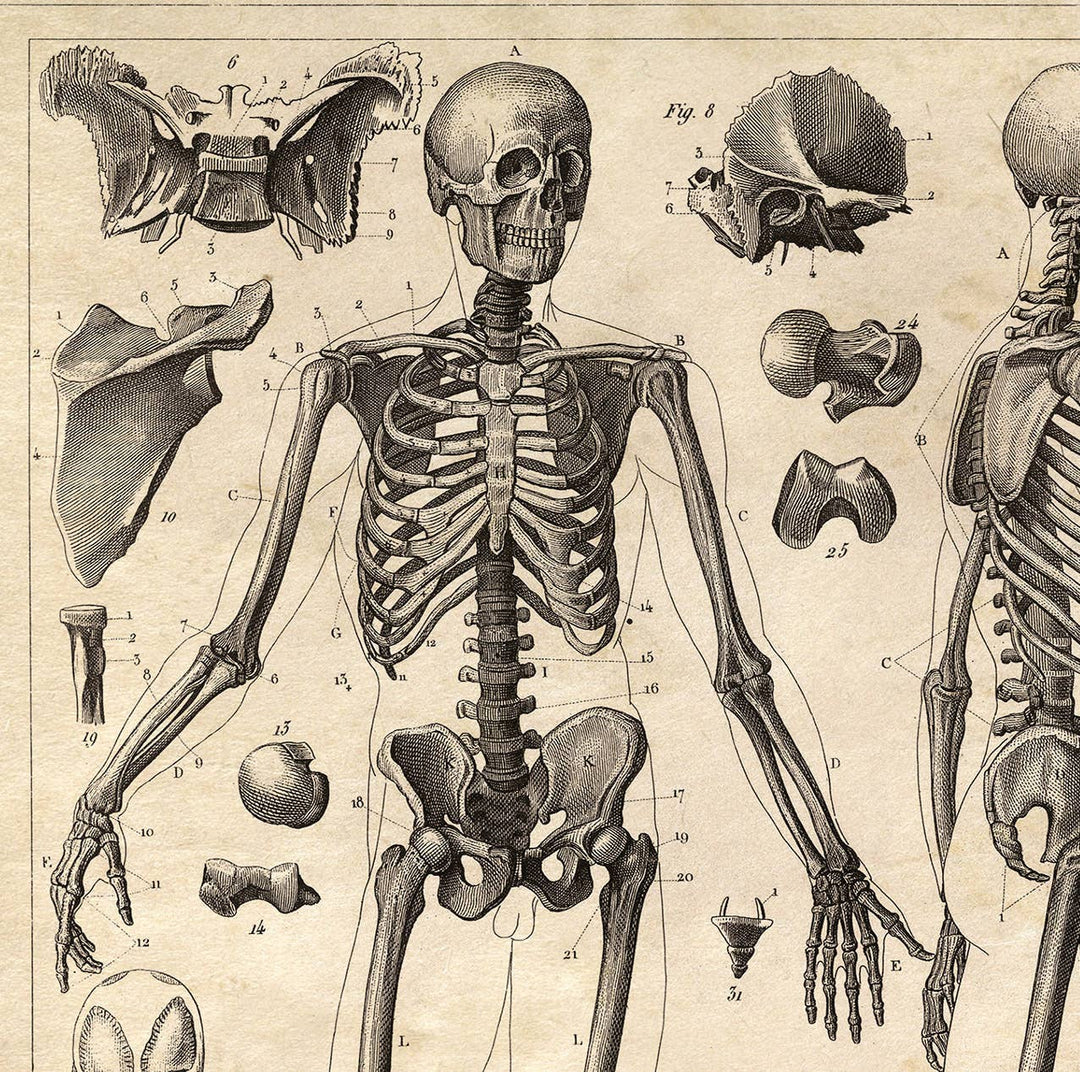 Vintage Anatomy Skeleton Diagram Print | 8x10