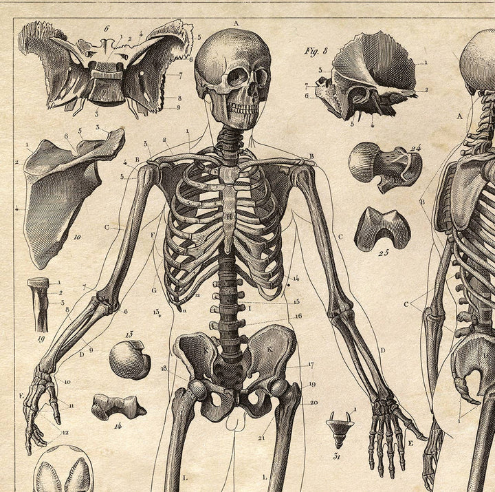 Vintage Anatomy Skeleton Diagram Print | 8x10