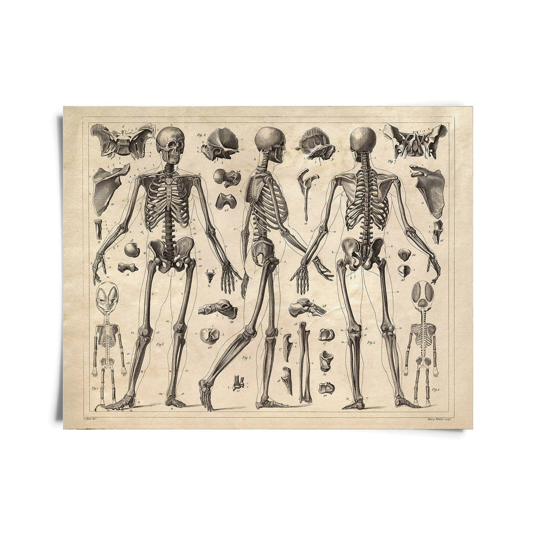 Vintage Anatomy Skeleton Diagram Print | 8x10