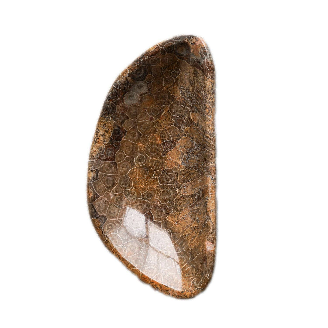 Coral Fossil Bowl | Large