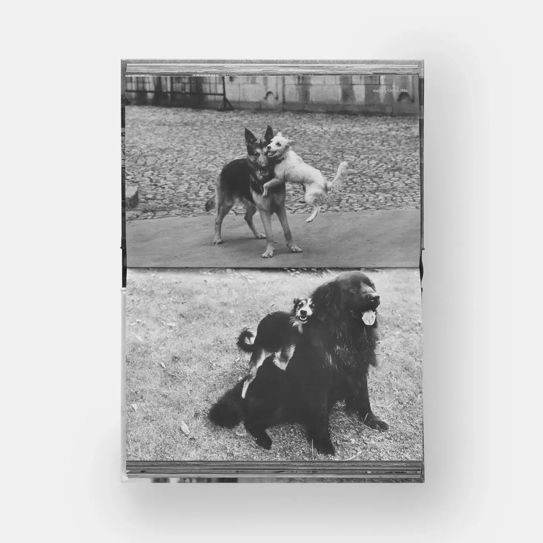 DogDogs