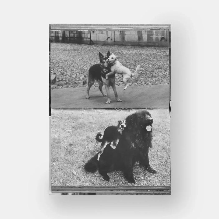 DogDogs