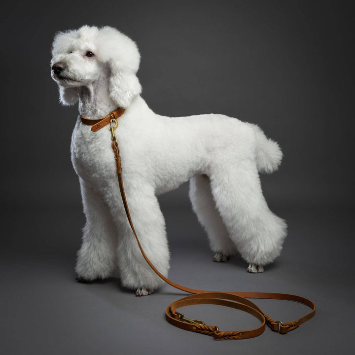 Premium Oil-Waxed Braided Leather Leash | Camel