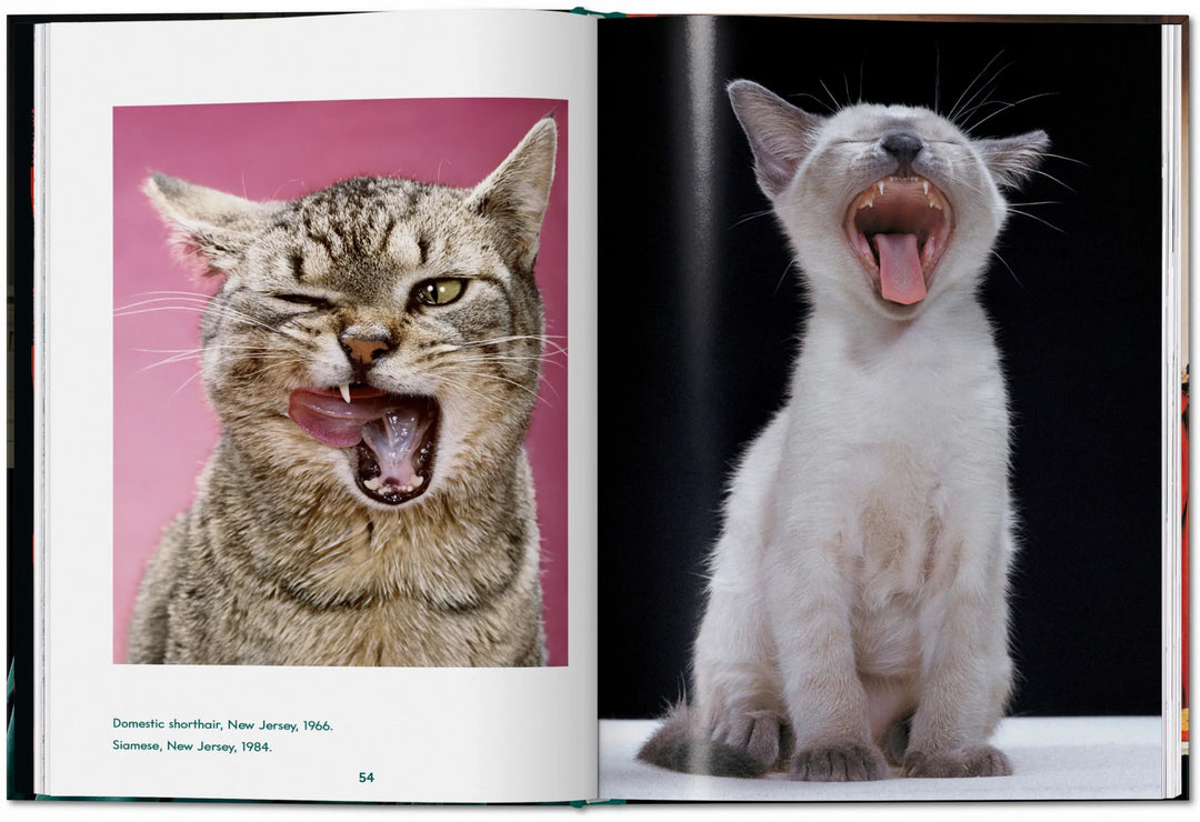 Cats, Photographs 1942-2018