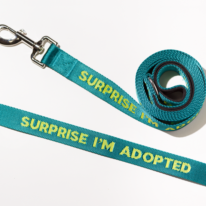 Dog Leash | Surprise Adopted